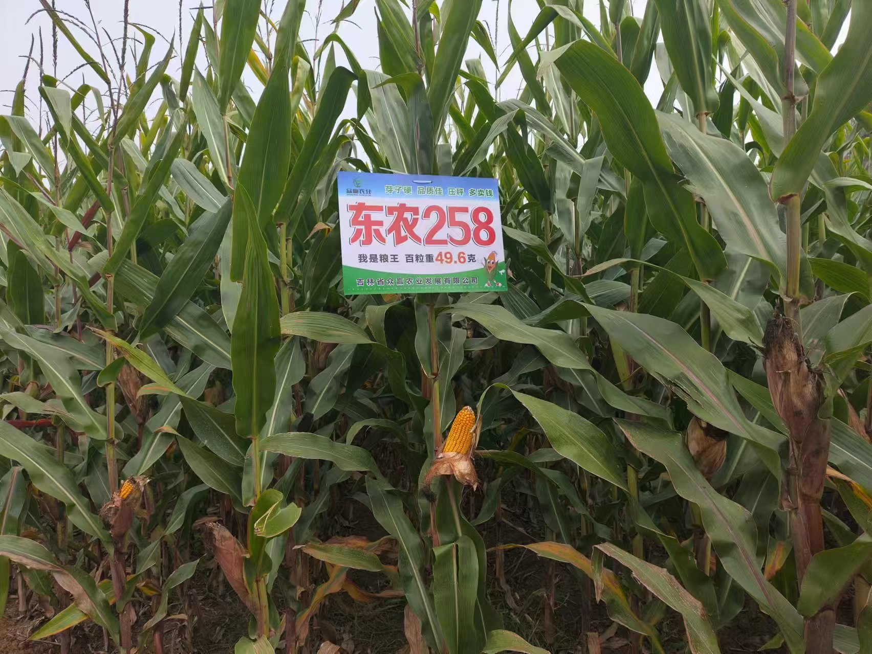 現(xiàn)場2024-9-26陽高.jpg